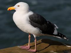 (Western Gull) profile