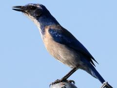 (California Scrub-Jay) cawing