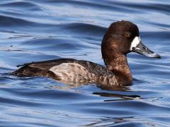 (Lesser Scaup) female profile