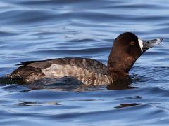 (Lesser Scaup) female swimming