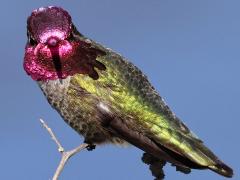 (Anna's Hummingbird) male gorget