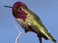 (Anna's Hummingbird) male profile