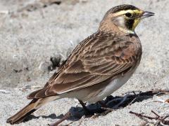 (Horned Lark) calls