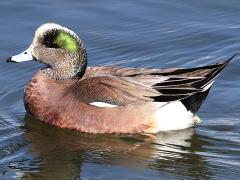 (American Wigeon) male