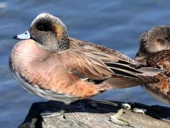 (American Wigeon) pair