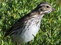 (Fox Sparrow) profile