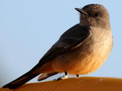 (Say's Phoebe) lateral