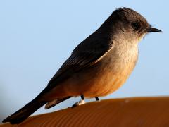 (Say's Phoebe) profile