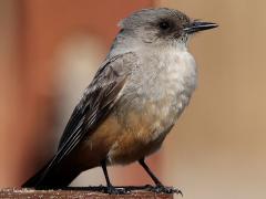 (Say's Phoebe) standing