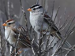 (White-crowned Sparrow) pair