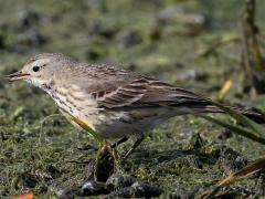 (American Pipit) forages