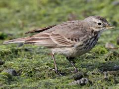 (American Pipit) standing