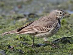 (American Pipit) walking