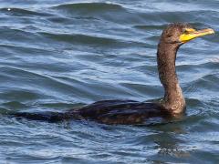 (Double-crested Cormorant) profile