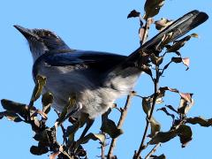 (California Scrub-Jay) lateral