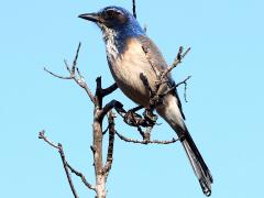 (California Scrub-Jay) perching