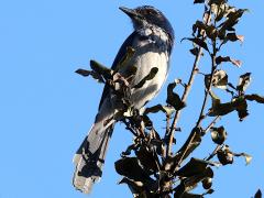 (California Scrub-Jay) profile