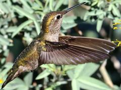 (Anna's Hummingbird) female hovering downstroke