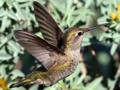 (Anna's Hummingbird) female hovering upstroke