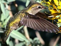 (Anna's Hummingbird) female nectaring downstroke