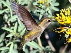 (Anna's Hummingbird) female nectaring upstroke