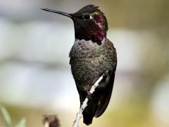 (Anna's Hummingbird) male breast