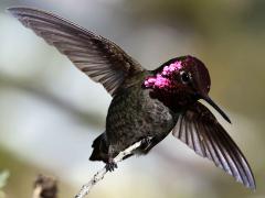 (Anna's Hummingbird) male flapping