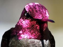 (Anna's Hummingbird) male gorget