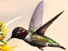 (Anna's Hummingbird) male hovering nectaring