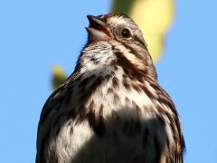 (Song Sparrow) sings