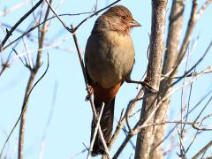 (California Towhee) perching