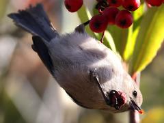 (Bushtit) feeding