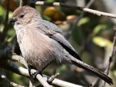 (Bushtit) perching