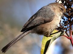 (Bushtit) profile