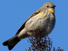 (Yellow-rumped Warbler) perching