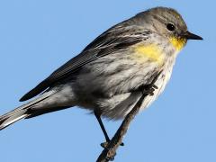 (Yellow-rumped Warbler) profile