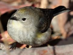 (Yellow-rumped Warbler) standing