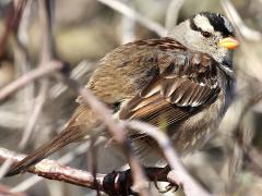 (White-crowned Sparrow) profile