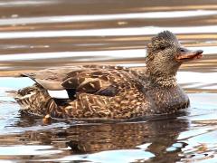 (Gadwall) female lateral