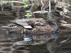 (Gadwall) female profile