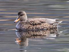 (Gadwall) female swimming