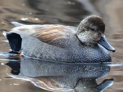 (Gadwall) male profile