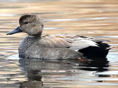 (Gadwall) male swimming