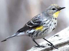 (Yellow-rumped Warbler) female