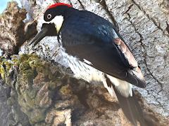 (Acorn Woodpecker) male