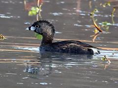 (Pied-billed Grebe) swimming