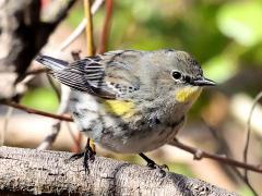 (Yellow-rumped Warbler) female