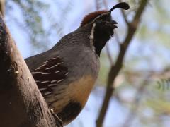 (Gambel's Quail) male calls (Gambel's Quail) male calls