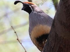 (Gambel's Quail) male perches (Gambel's Quail) male perches