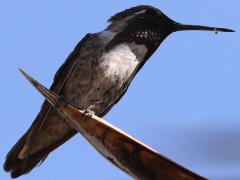(Costa's Hummingbird) male sunlit (Costa's Hummingbird) male sunlit
